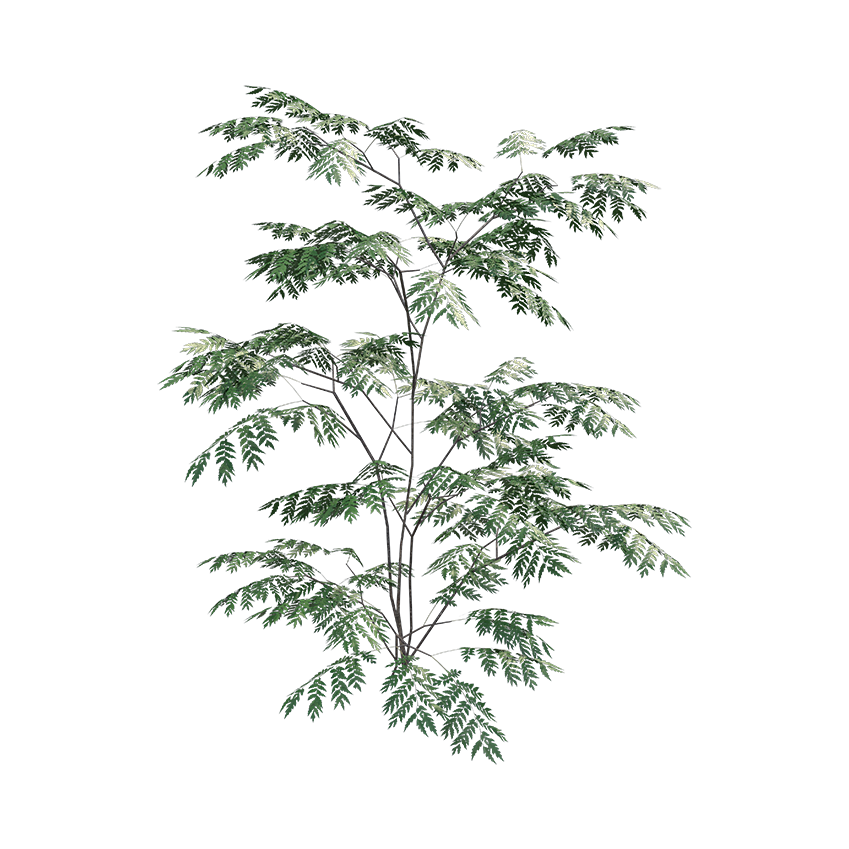 Aralia elata - Japanese Angelica Tree